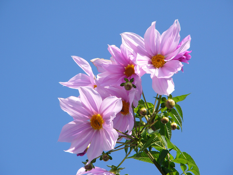 koutei dahlia