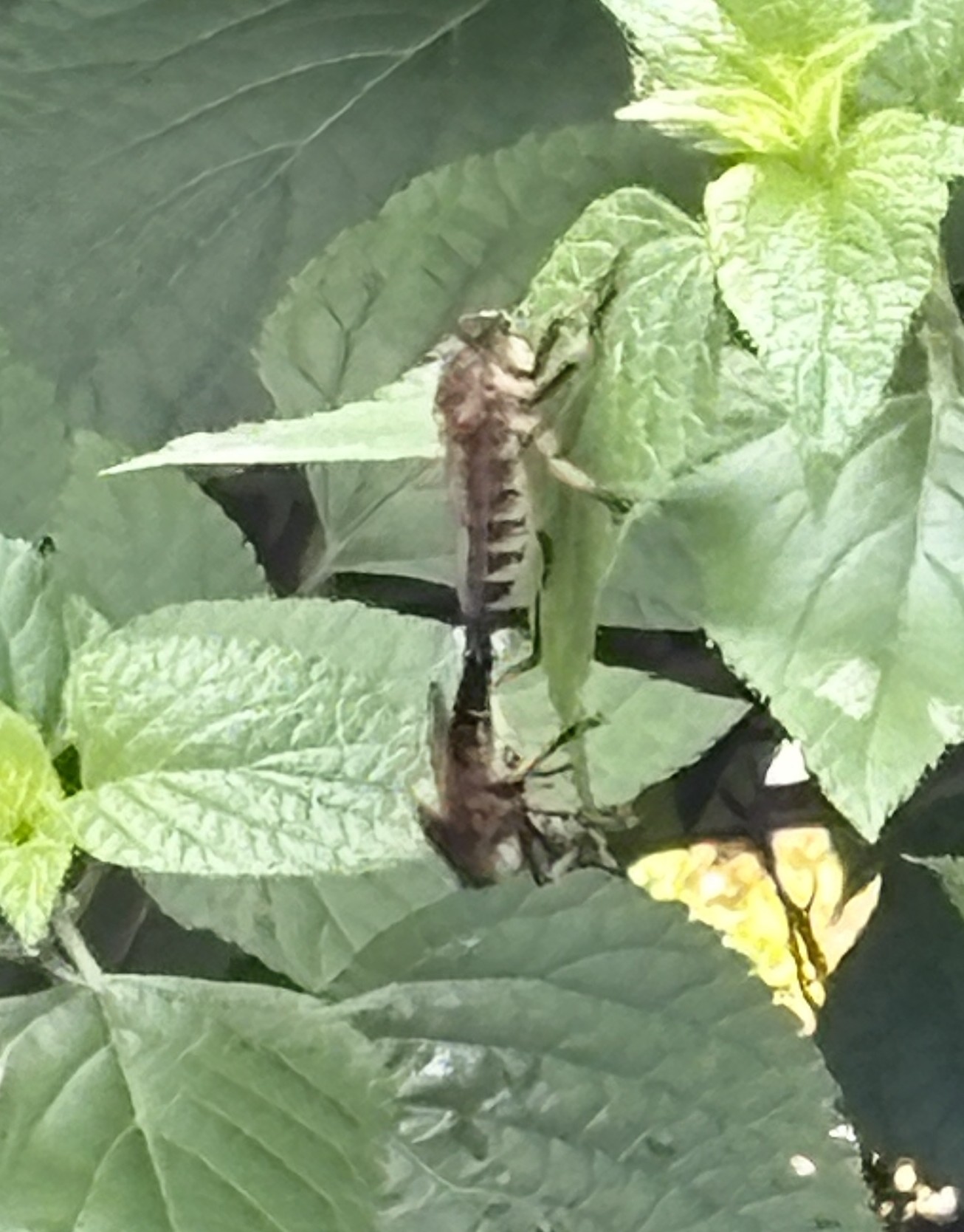 bees