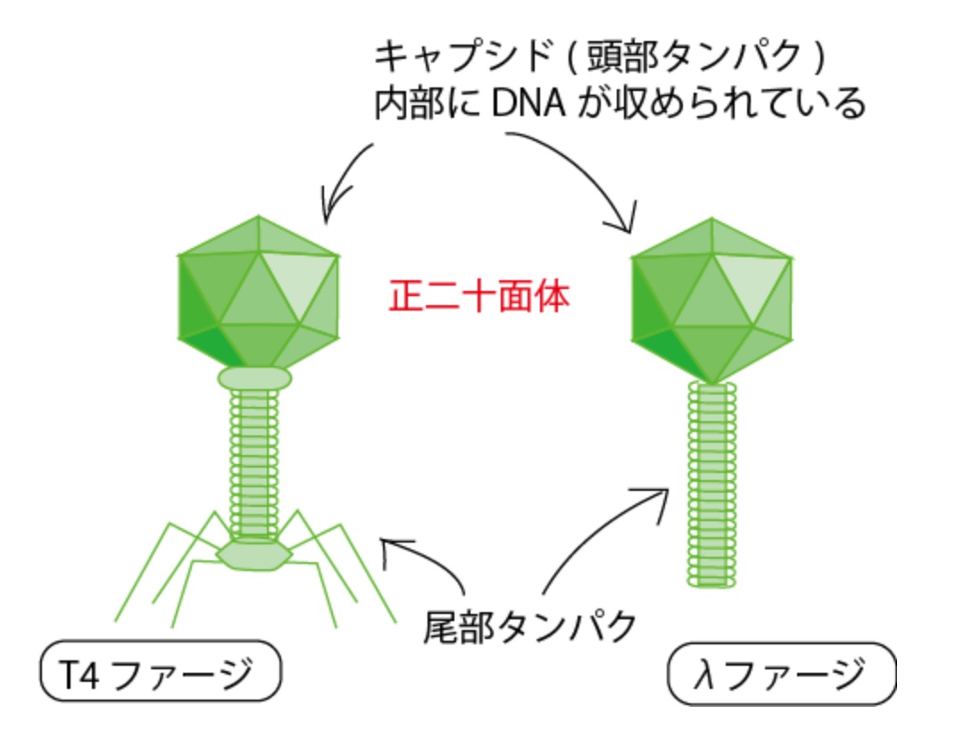 bacteriophage