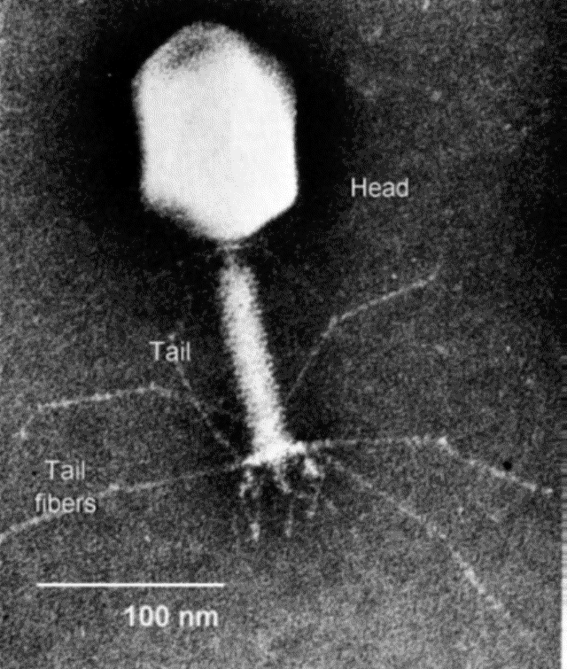 bacteriophage