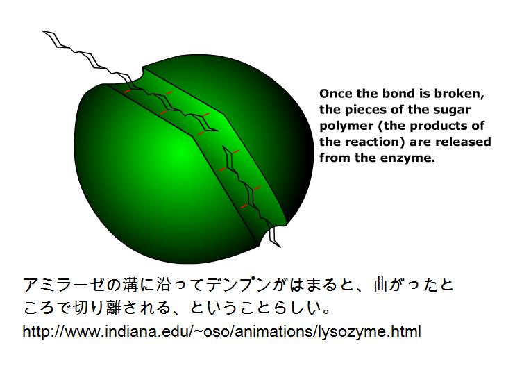 amylase6