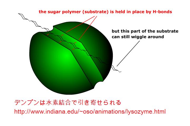 amylase6_2