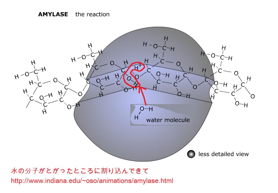 amylase6_3