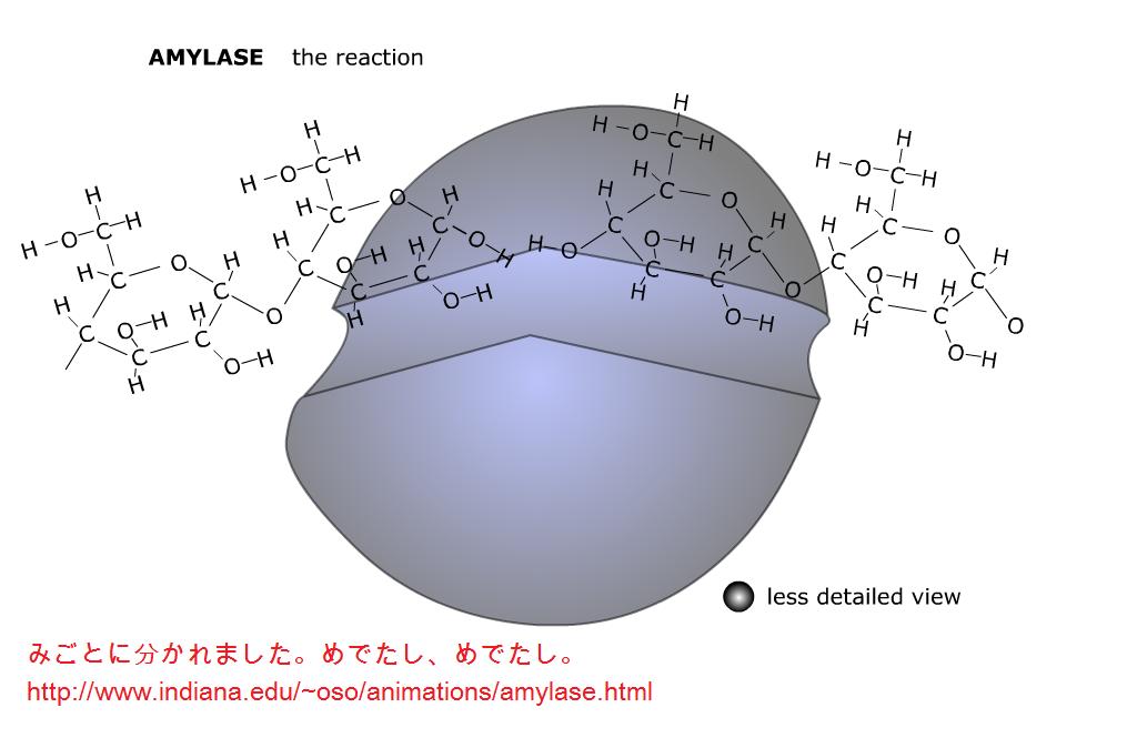 amylase6_4