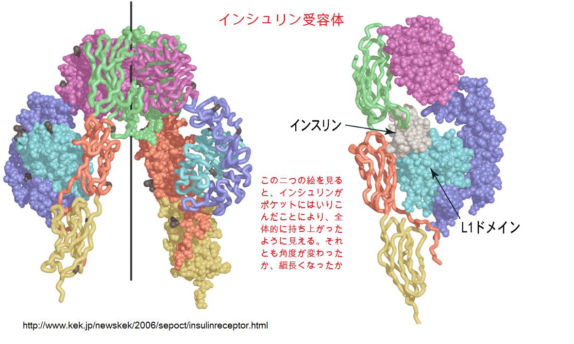 insulinreceptor