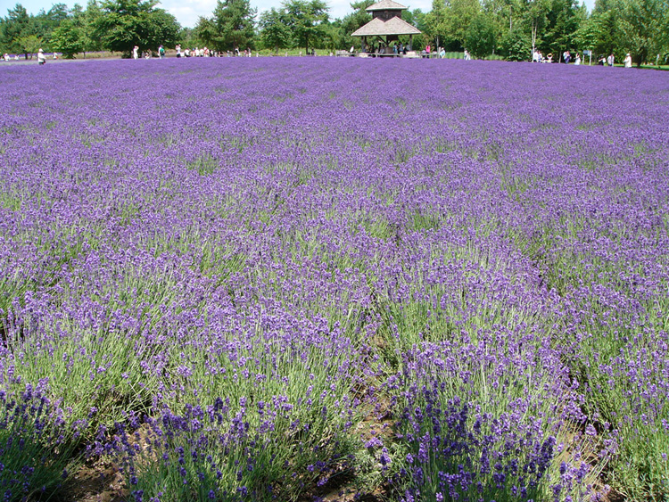 lavender1